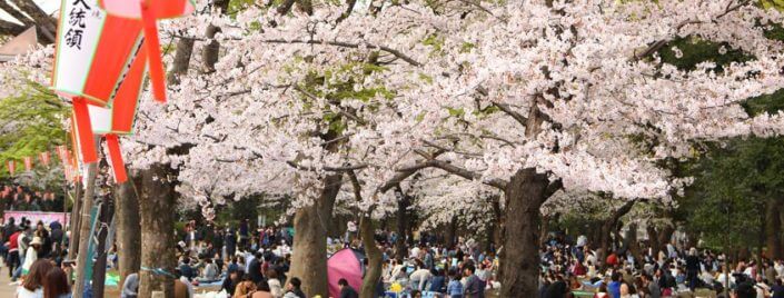 Cherry Blossom Viewing Ueno Park