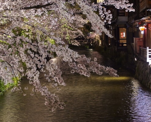 Cherry Blossoms in Gion - Kyoto, Japan