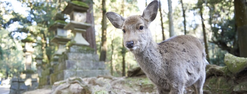 Deer at Kasuga Shrine - Nara, Japan