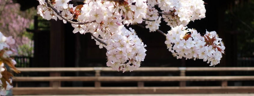 Ueno Park Cherry Blossoms