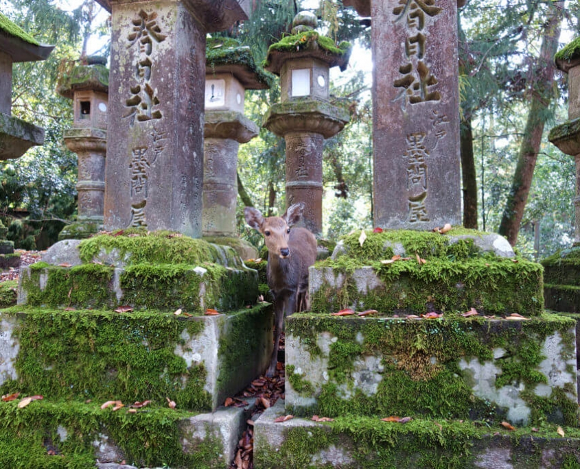 Nara Deer along path to Kasuga Shrine