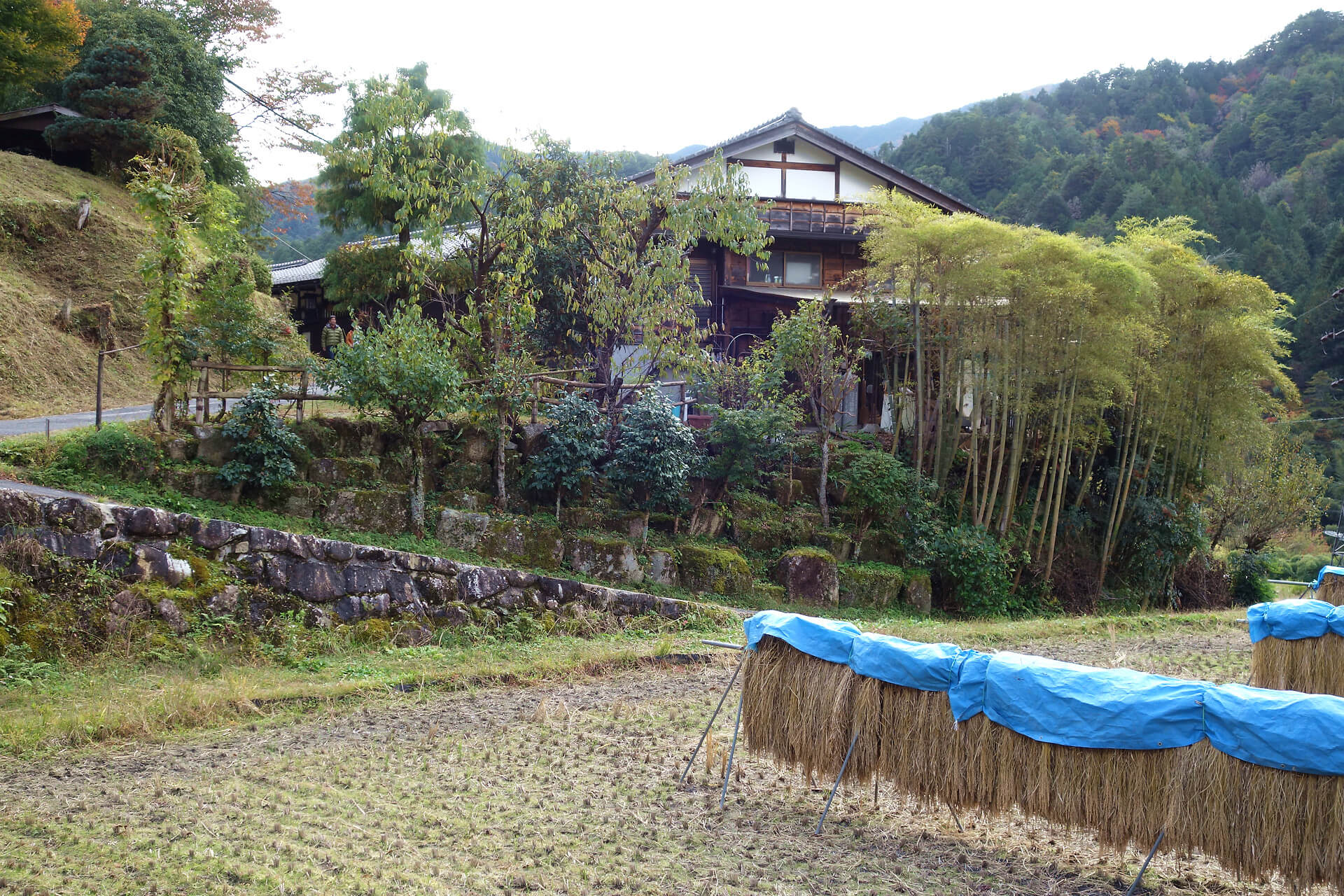 Harvested Rice along Nakasendo Trail