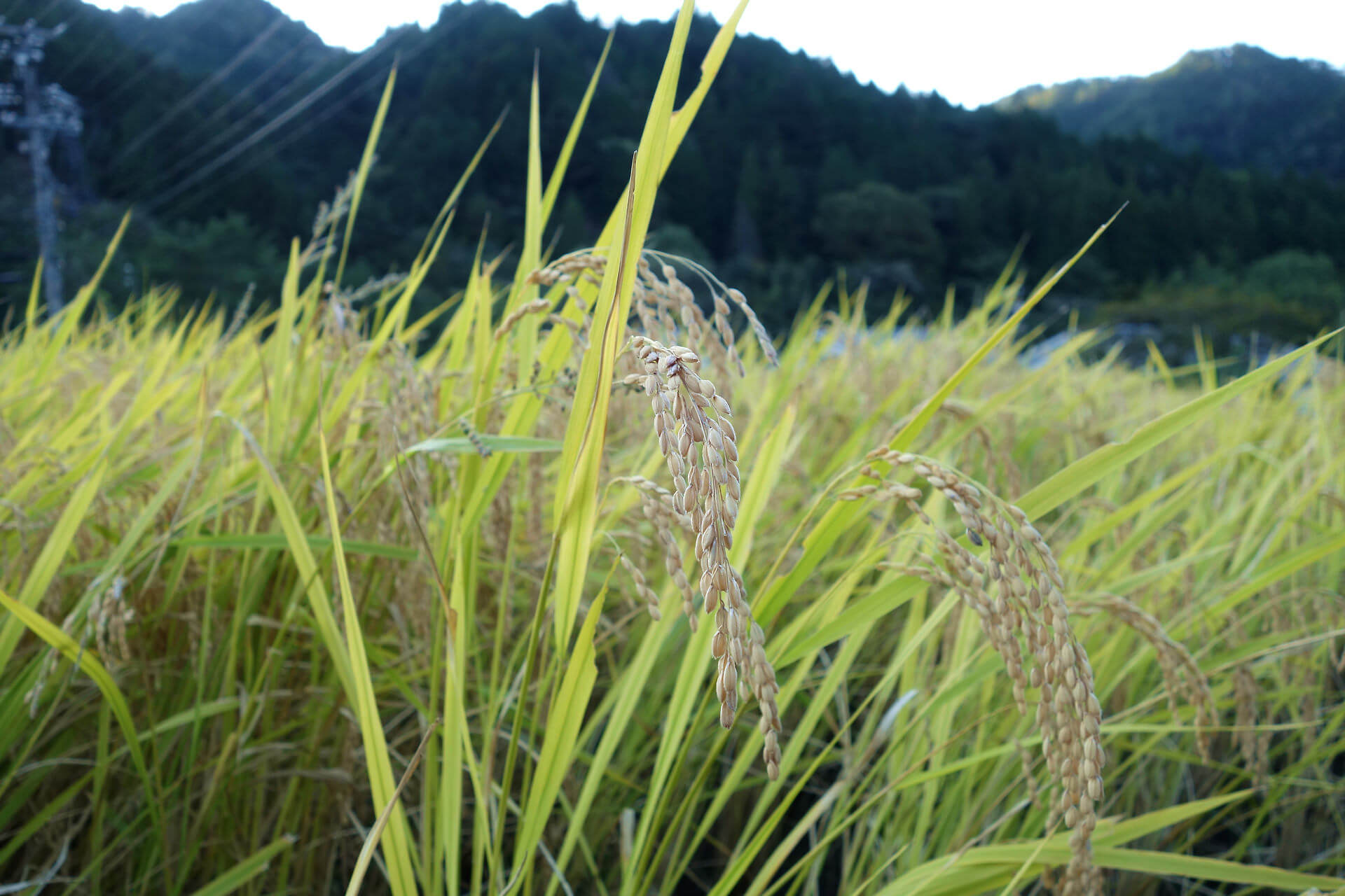 Rice Side View in Tsumago