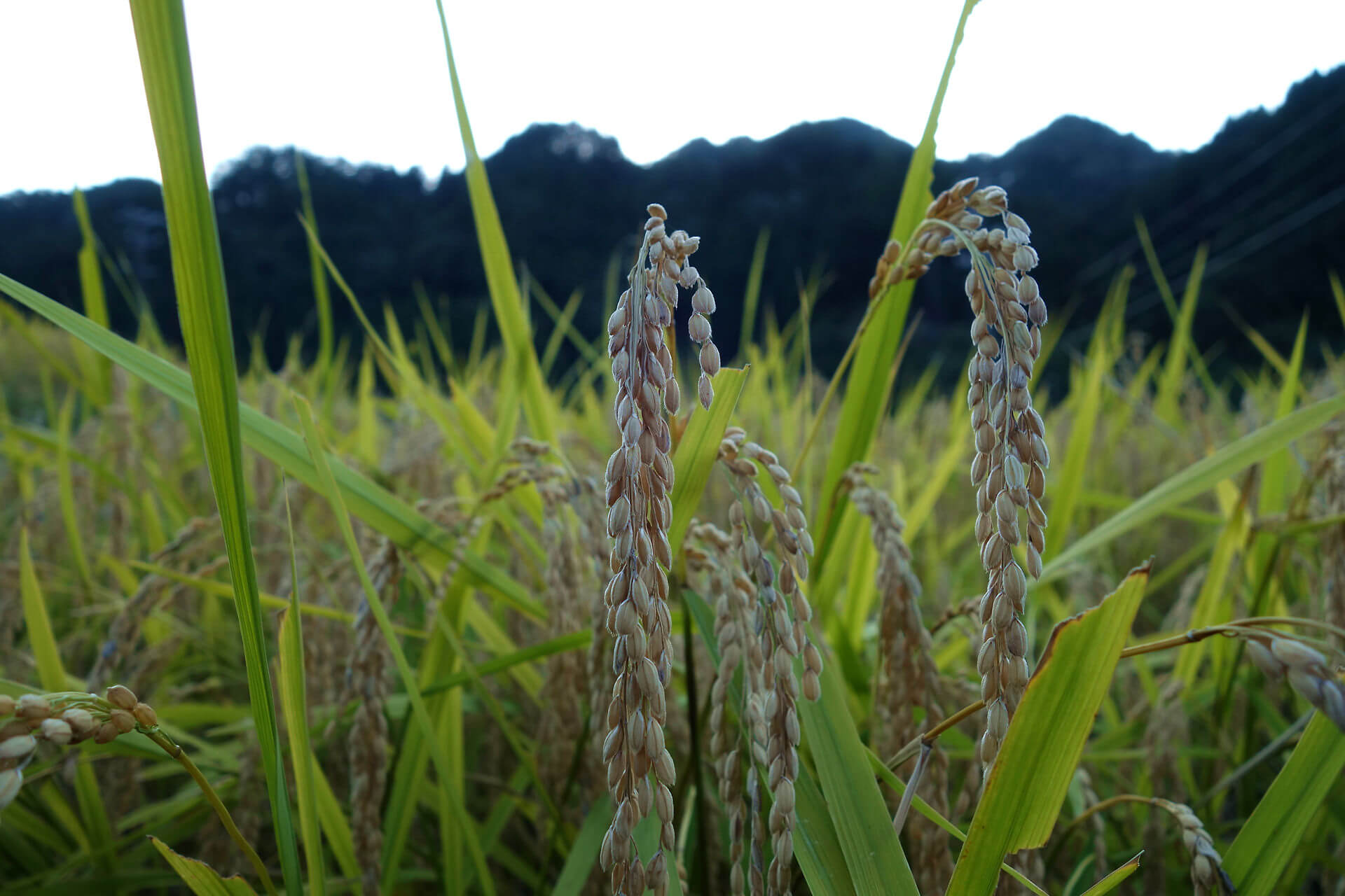 Rice Up Close in Tsumago