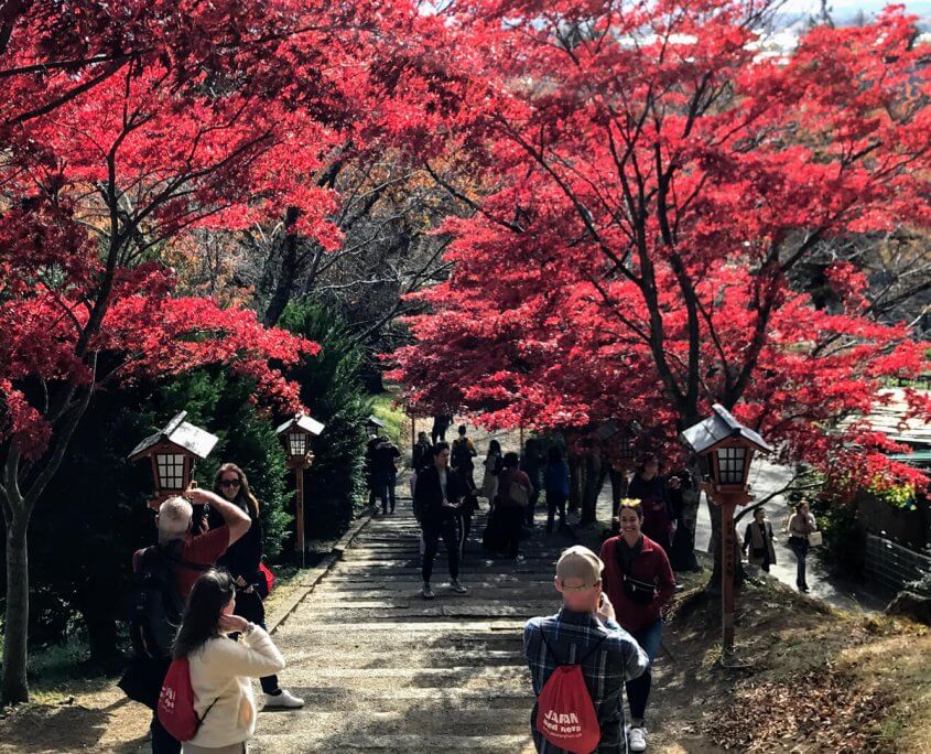 Chureito Pagoda / Fuji Fall Colors