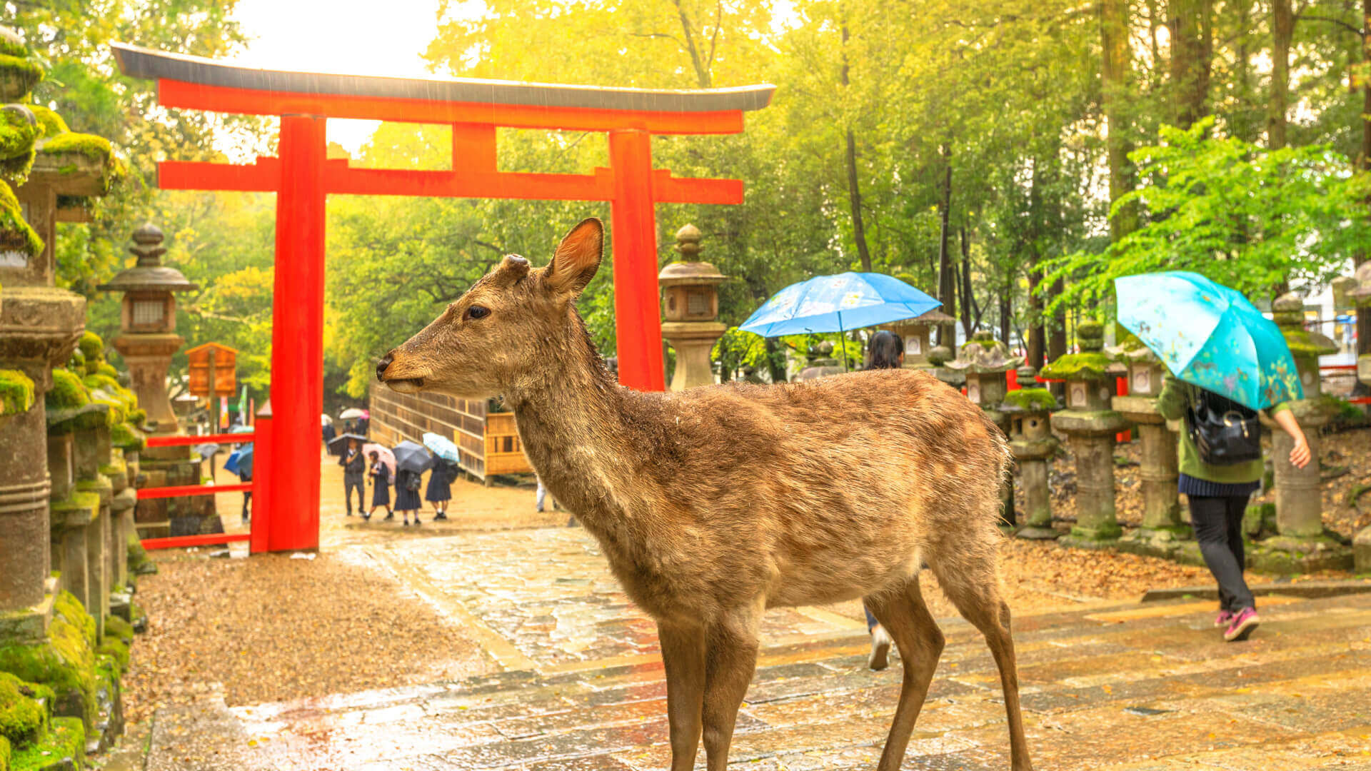 the-10-best-things-to-do-in-nara-japan-japan-and-more