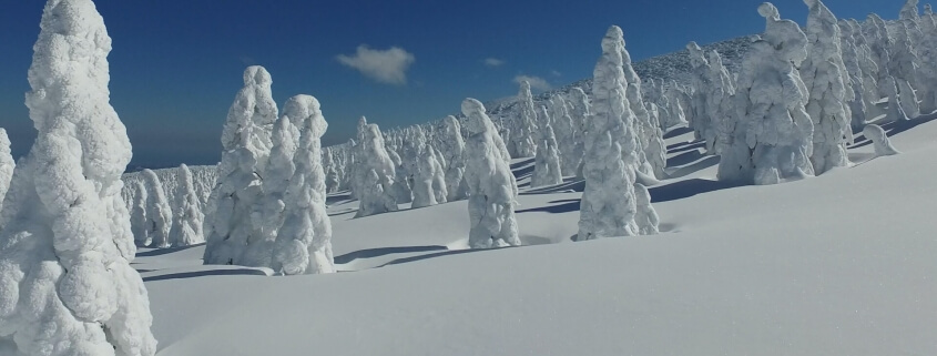 Zao Snow Monsters