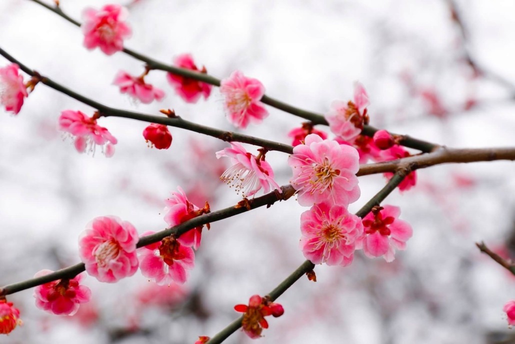 Baikasai Kyoto Plum Blossom Festival | JAPAN and more