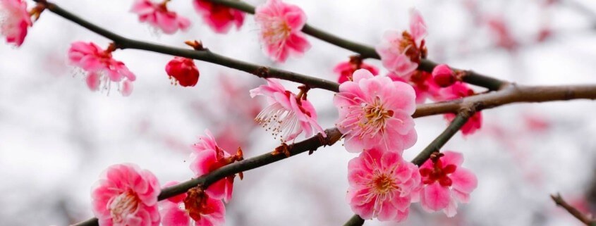 Plum Blossom Close-up