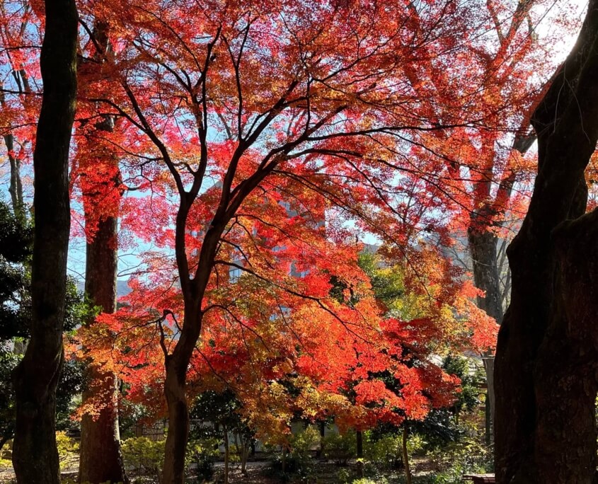 Fall Leaves at Rikugien Garden