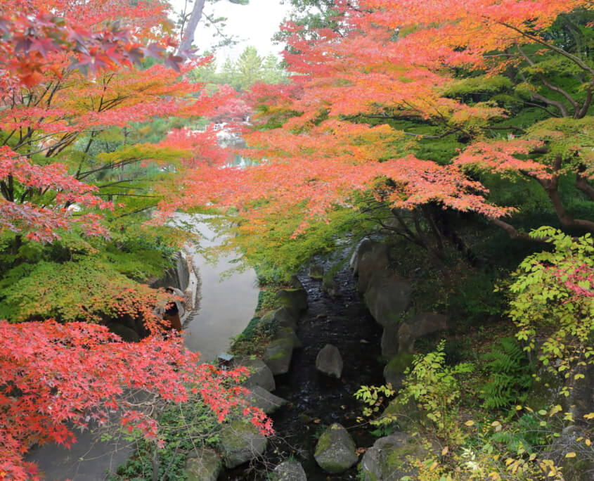 Tokugawa Garden Fall Colors