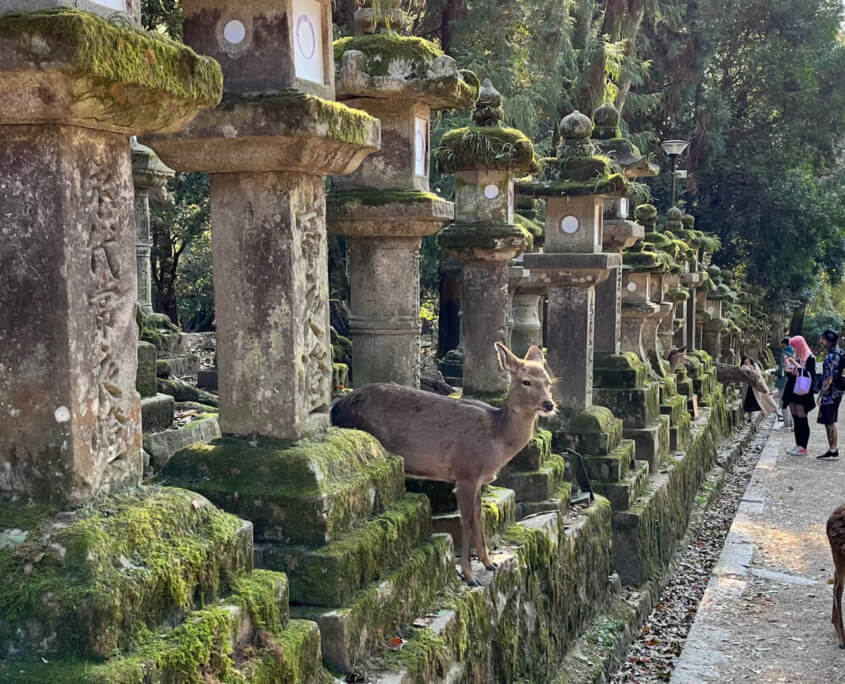 Kasuga Shrine Forest Deer
