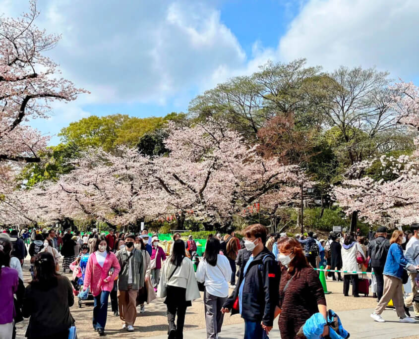 Ueno Park in Full Bloom