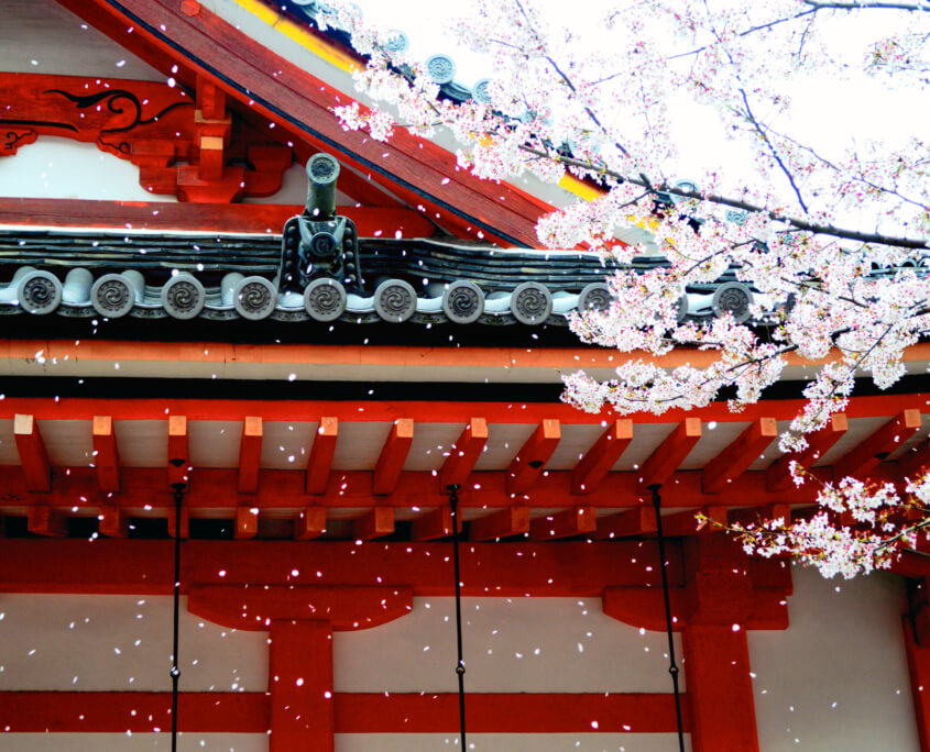 Cherry Blossoms Kobe