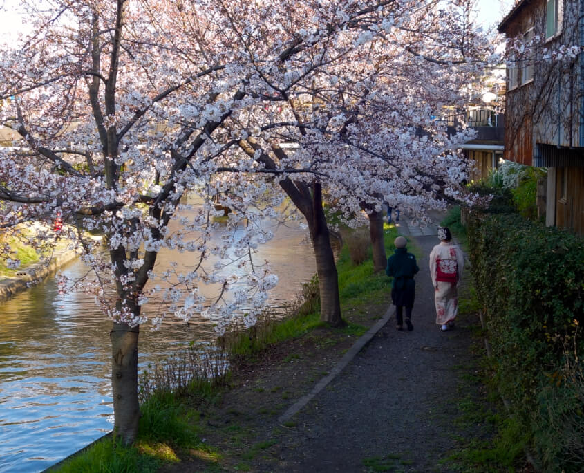 Cherry Blossoms Kyoto