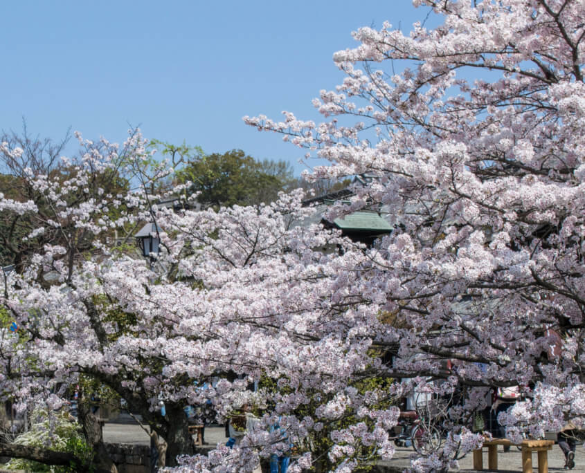 Cherry Blossoms Okayama