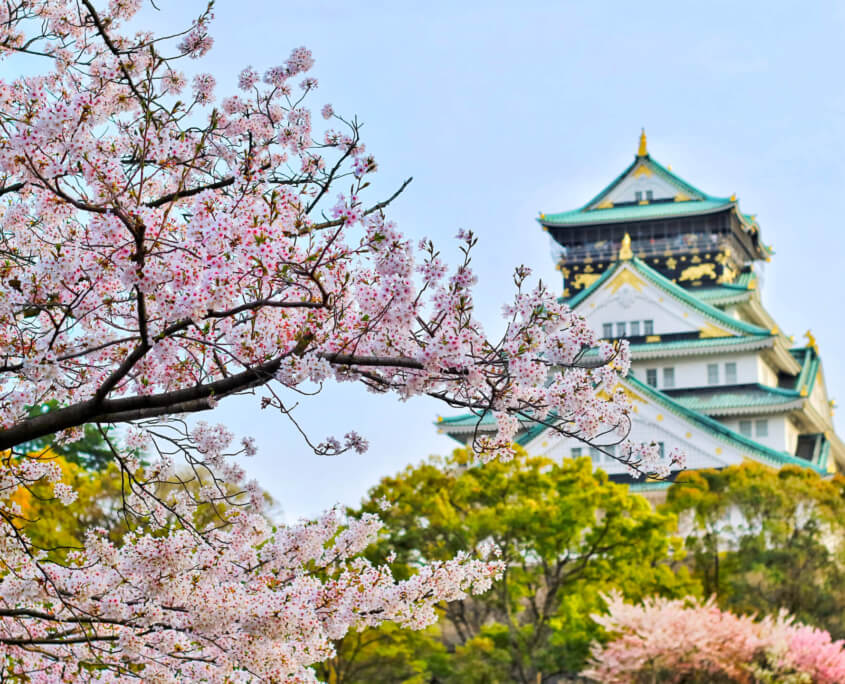 Cherry Blossoms Osaka Castle