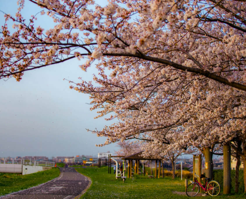Cherry Blossoms Near the River