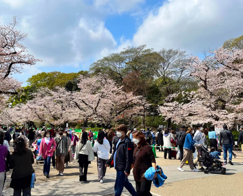 Cherry Blossoms Ueno Park, Tokyo