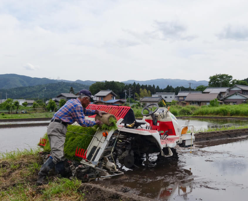 Sekigahara Farmer Planting Rice