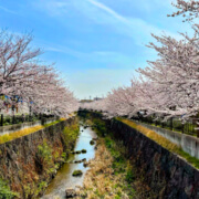5 Best Spots to See Cherry Blossoms in Tokyo
