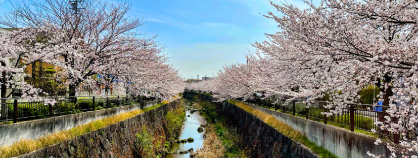 5 Best Spots to See Cherry Blossoms in Tokyo