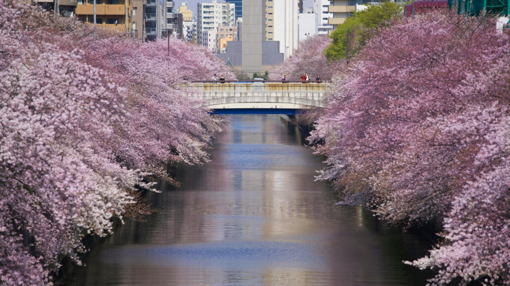 Cherry Trees Hanging Over Meguro River