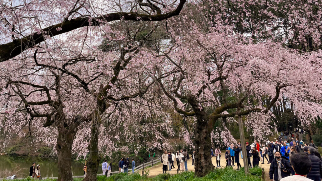 Cherry Blossom Trees at Shinjuku Gyoen