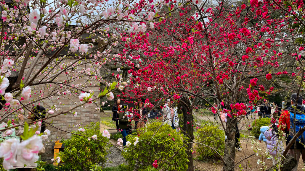 Plum Blossom Trees at Shinjuku Gyoen