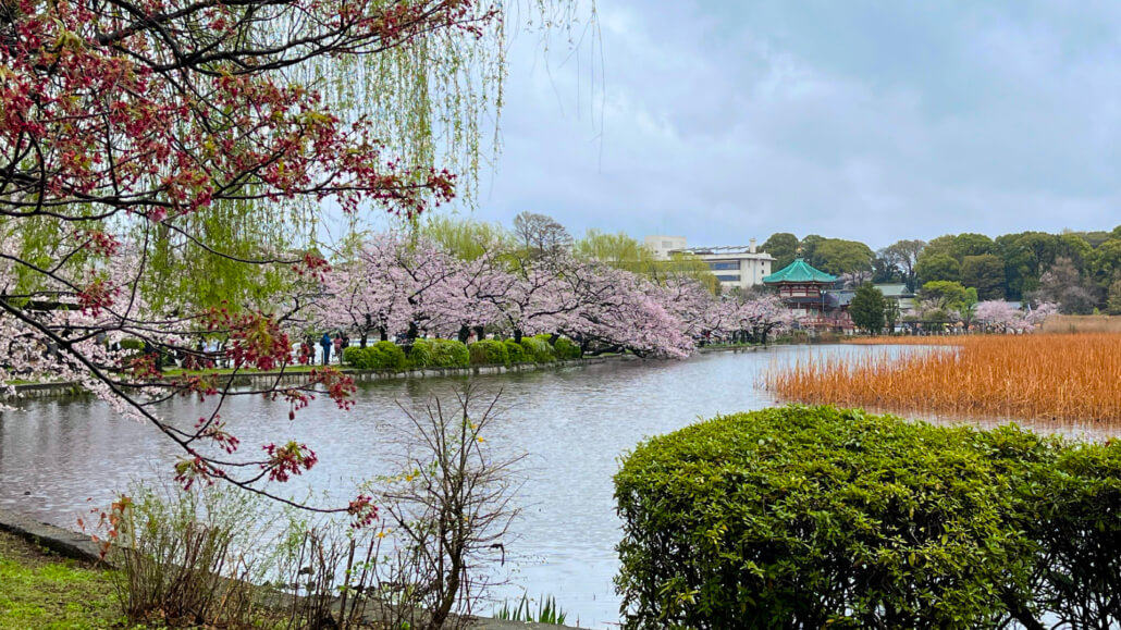Cherry Trees near Benten Temple at Ueno Park
