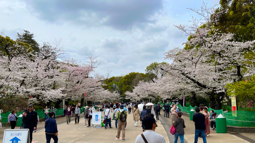 Hanami Along Ueno Park Main Path