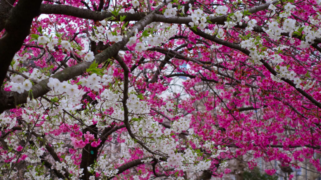 Cherry Blossoms at Yoyogi Park