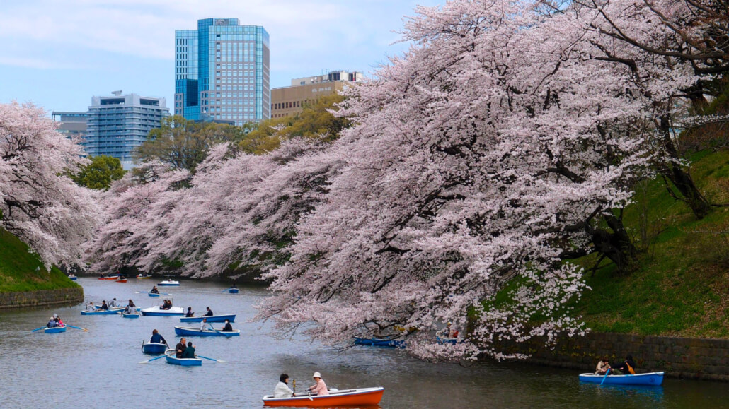 Cherry Trees Hanging Over Moat at Chidorigafuchi