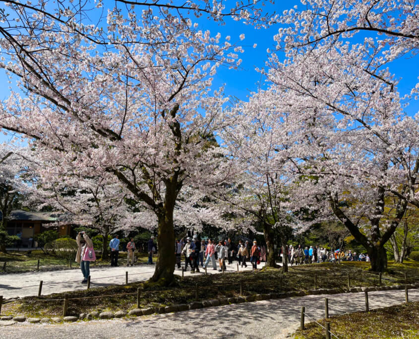 Cherry Blossoms in Nagoya