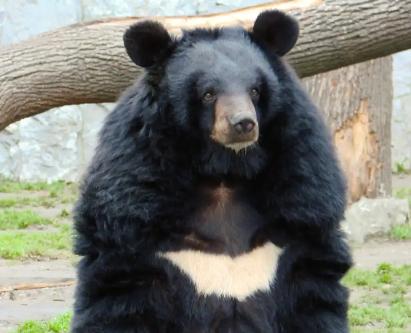Asiatic Black Bear Standing In Zoo