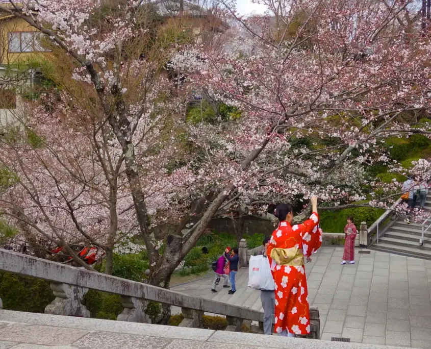 Girl Touching Cherry Blossom Branch