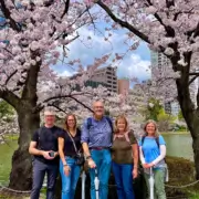 Ueno Park Cherry Blossoms