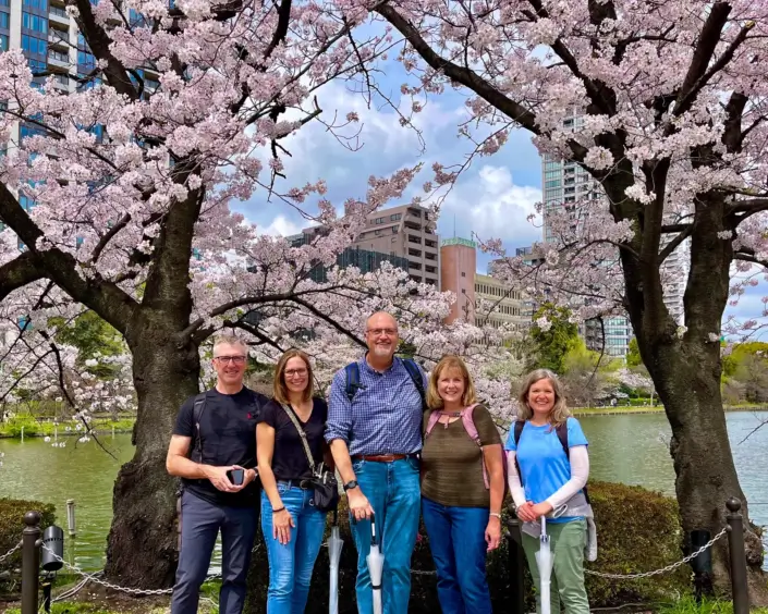 Ueno Park Cherry Blossoms
